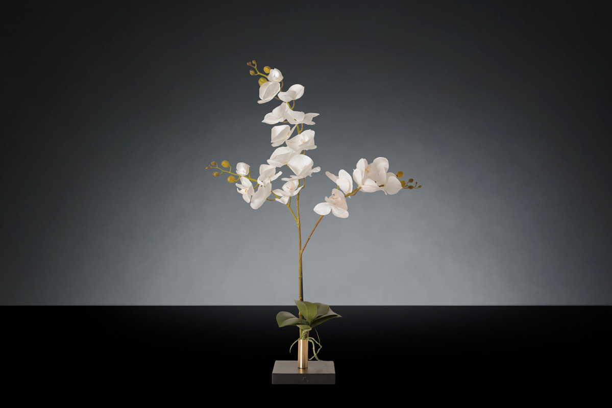 1700220338-1142919.96 SINGLE PHALAENOPSIS BIG_2LOW